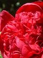 Red flower, Trevannah IMGP0313